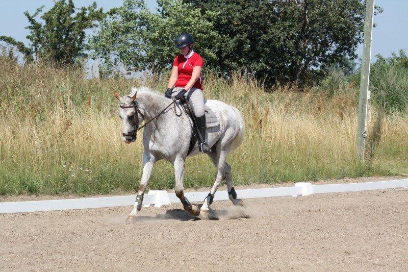 Anden særlig race Timon *min baby hest :D * - Foto: Alexandra billede 20