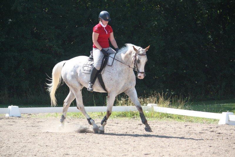 Anden særlig race Timon *min baby hest :D * - Foto: Alexandra billede 22