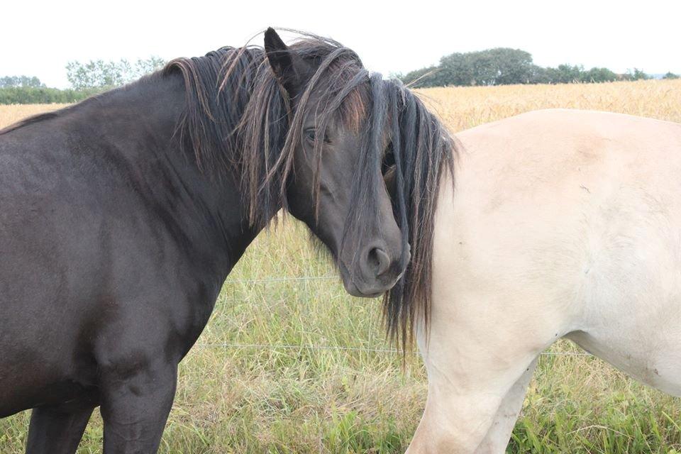 Anden særlig race Hjørdis - Ude hos gamle ejer, Hjørdis låner lige Fjordhestens hale til fluegardin :)  billede 1