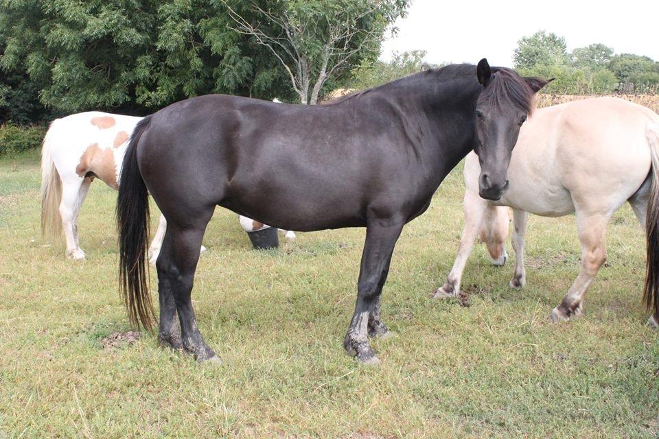 Anden særlig race Hjørdis billede 3