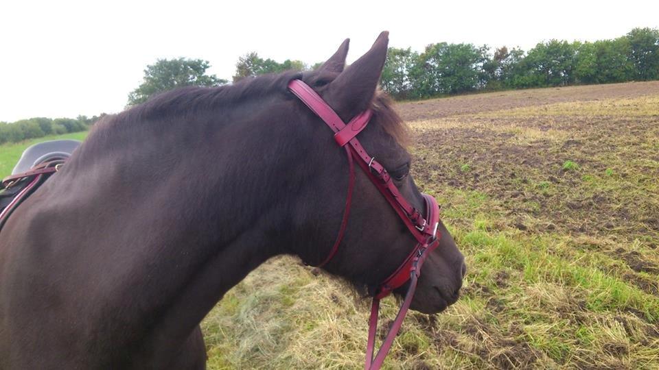 Anden særlig race Hjørdis - Første tur med trense billede 5