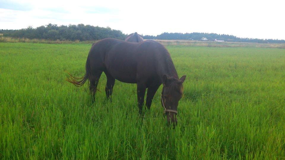 Anden særlig race Hjørdis - Nede i engen, masser af dejligt græs!  billede 6