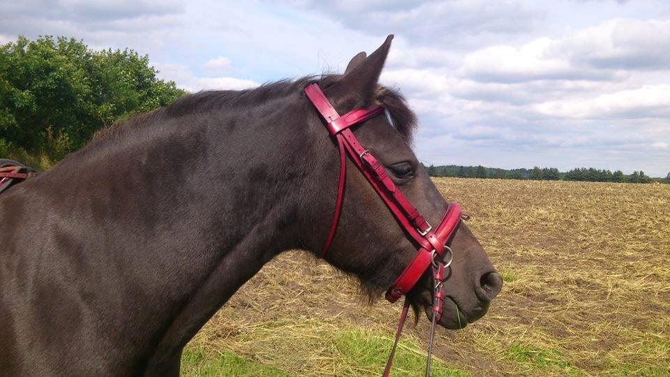 Anden særlig race Hjørdis - Smukke-hesten! :)  billede 8