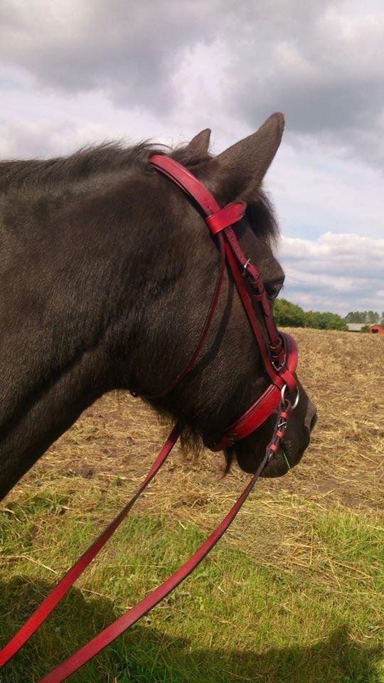 Anden særlig race Hjørdis billede 11