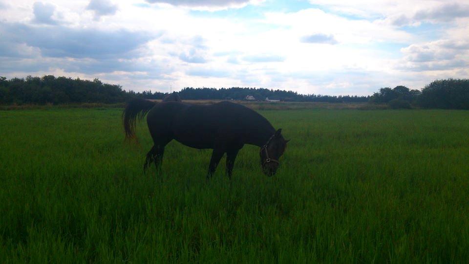 Anden særlig race Hjørdis billede 13