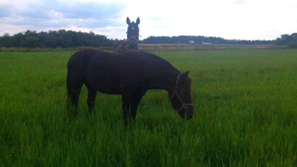 Anden særlig race Hjørdis billede 14