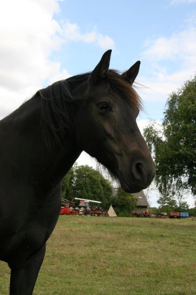 Anden særlig race Hjørdis - Smukke-hesten :) billede 2