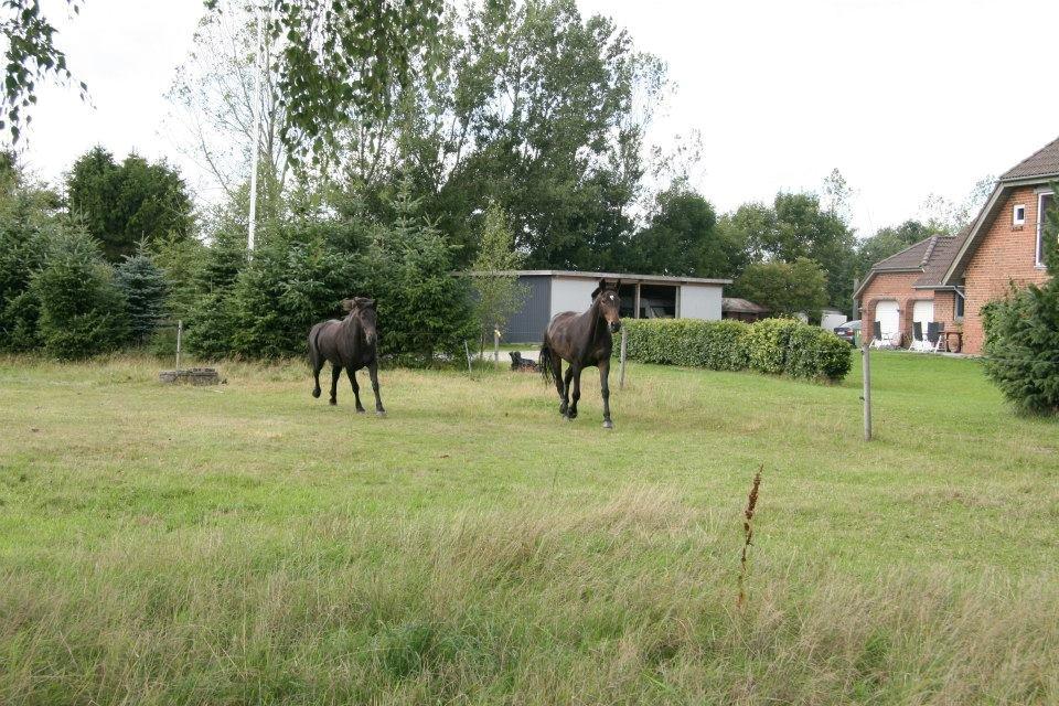 Anden særlig race Hjørdis - Løber om kap med Fighter. lidt unfair når han er ½ fuldblod..  billede 10