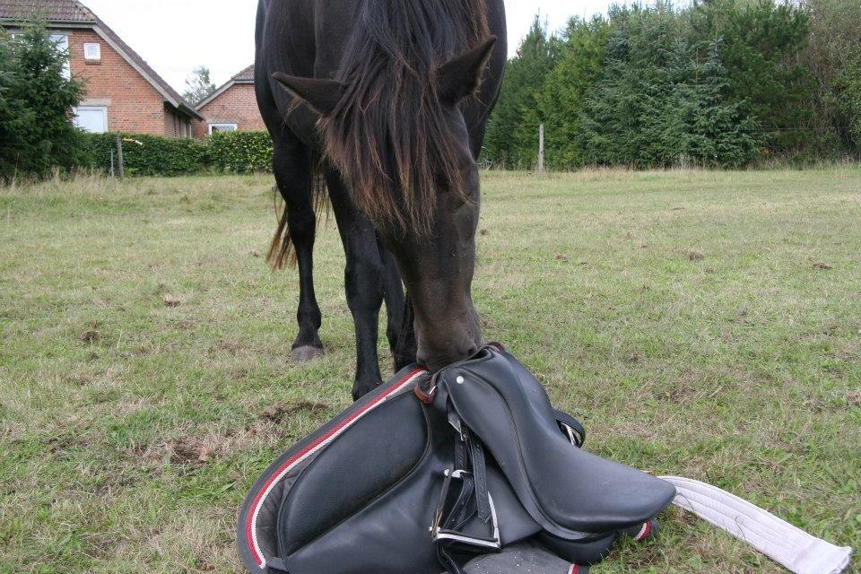 Anden særlig race Hjørdis billede 12