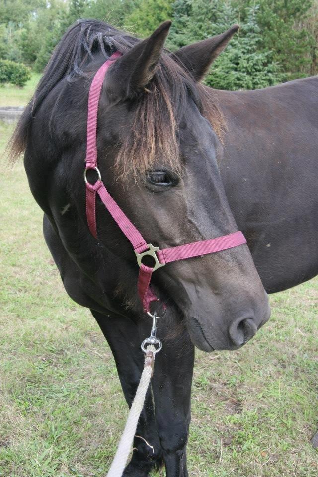 Anden særlig race Hjørdis billede 9