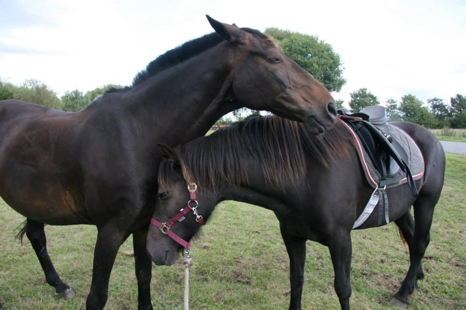 Anden særlig race Hjørdis - øb og bøv er blevet trætte! :)  billede 15