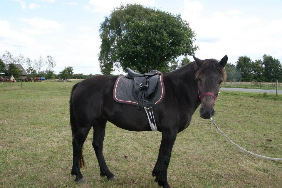 Anden særlig race Hjørdis - Første gang med sadel :) total cool hest.  billede 4