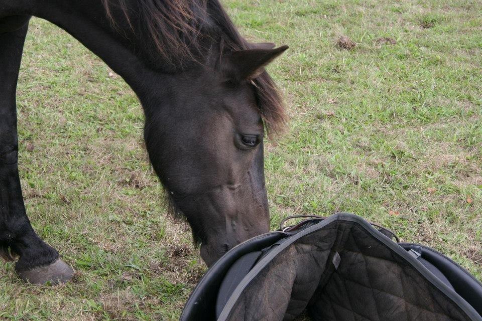 Anden særlig race Hjørdis billede 7