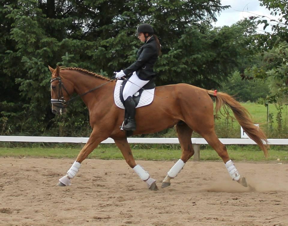 Tysk Varmblod Romeo Herkules (Solgt) - Mit første stævne på ham. 24 august 2013. Vi red til 65,90%  billede 12