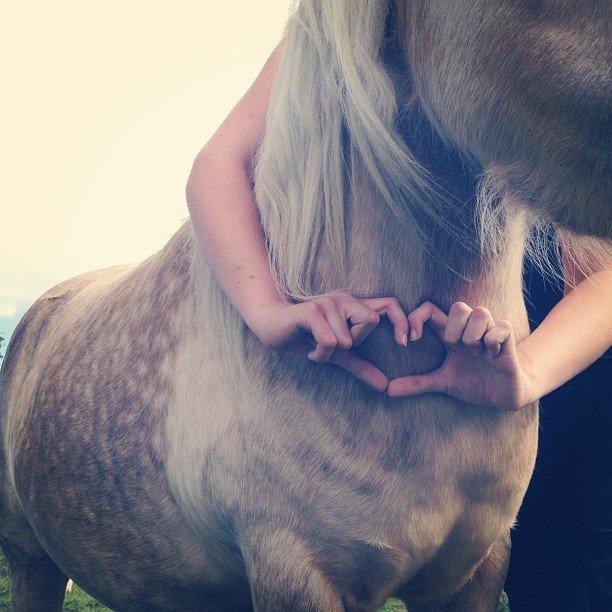 Welsh Partbred (Sec F) Stendalsgaards Golden - <3 billede 16