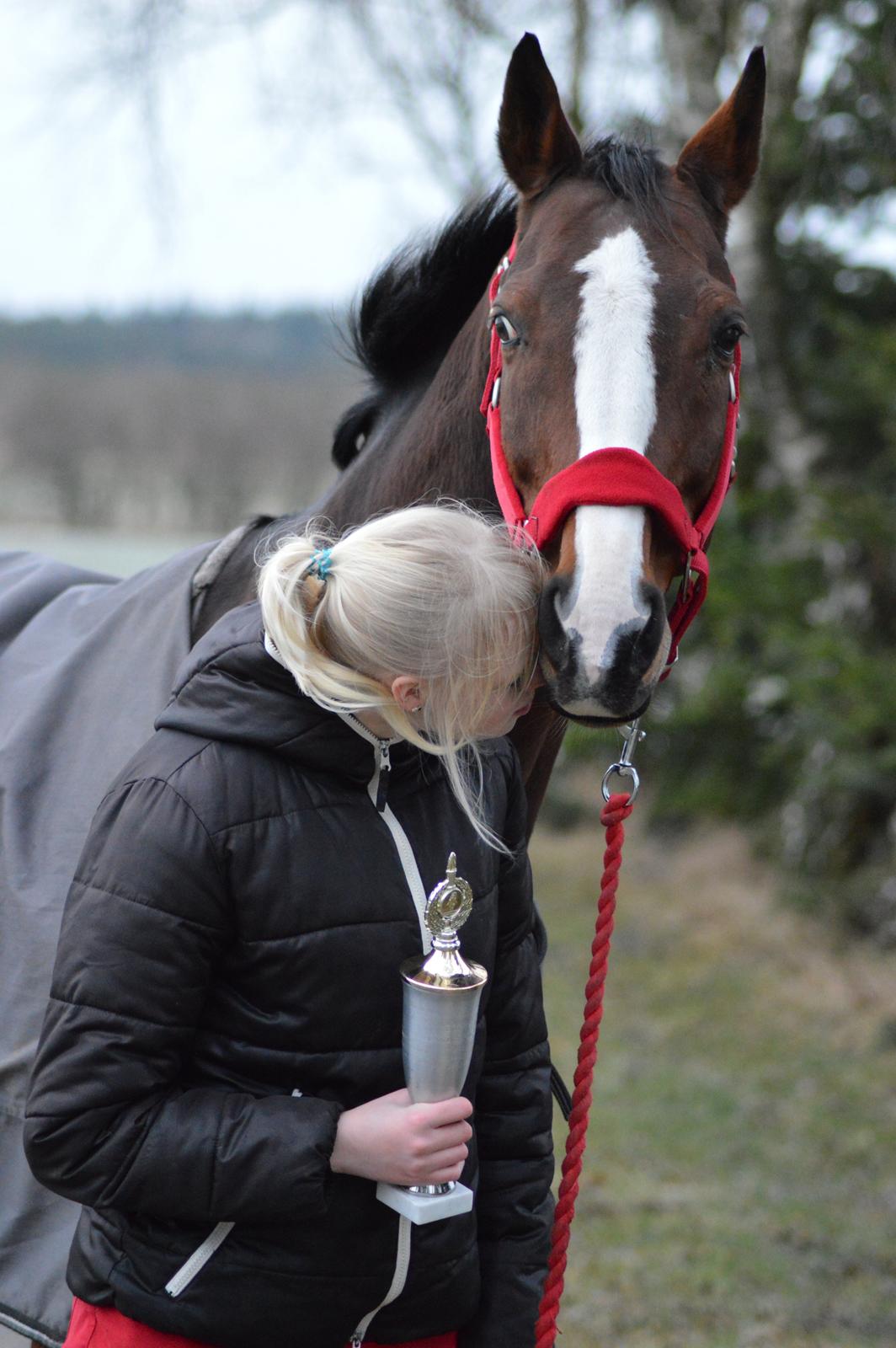 Polsk Ædelt Halvblod Niko - Niko og jeg. Julen 2012. Vinder af Spring klub hest pokalen, i Bording rideklub billede 4