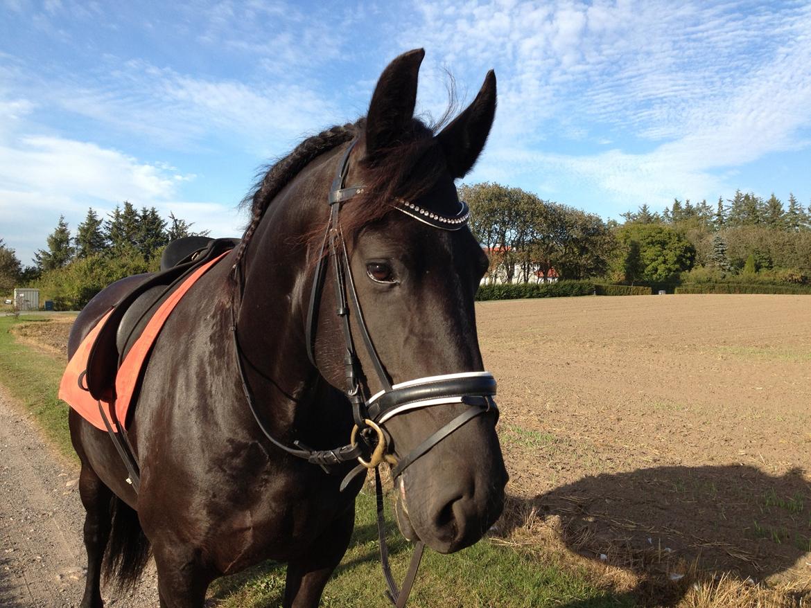 Frieser Zafir of Yderheden billede 5