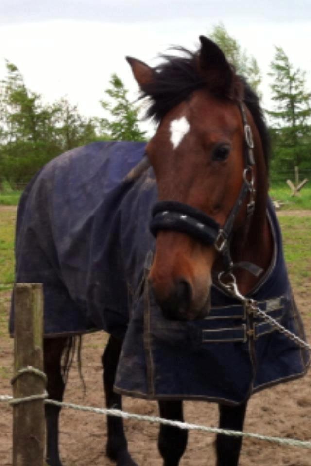 Traver Figth Du Mille - På vej ind fra fold
Foto: Mia Vinther billede 4