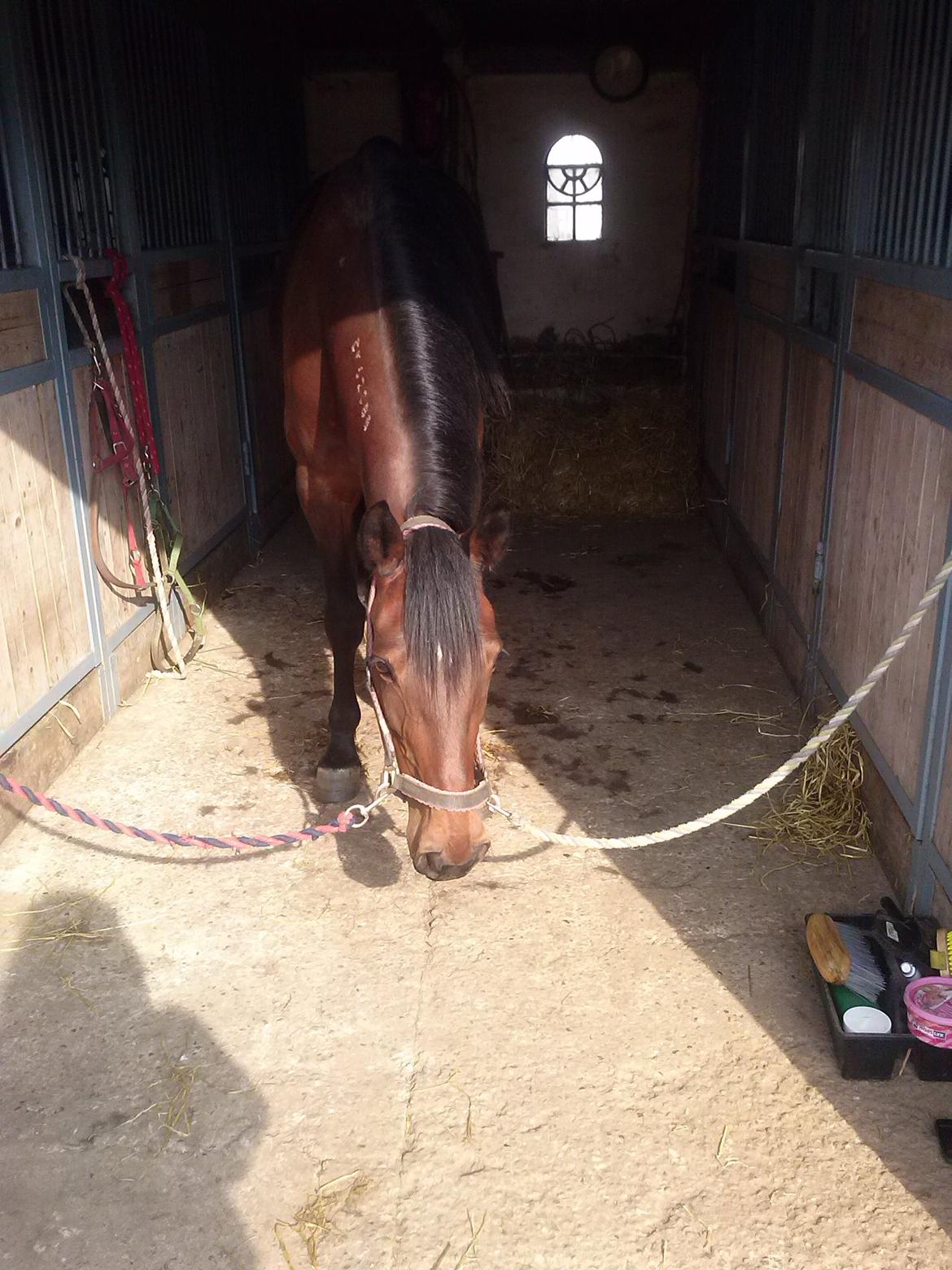 Traver Figth Du Mille - Den smukke hoppe i verden
Foto: Mig billede 5