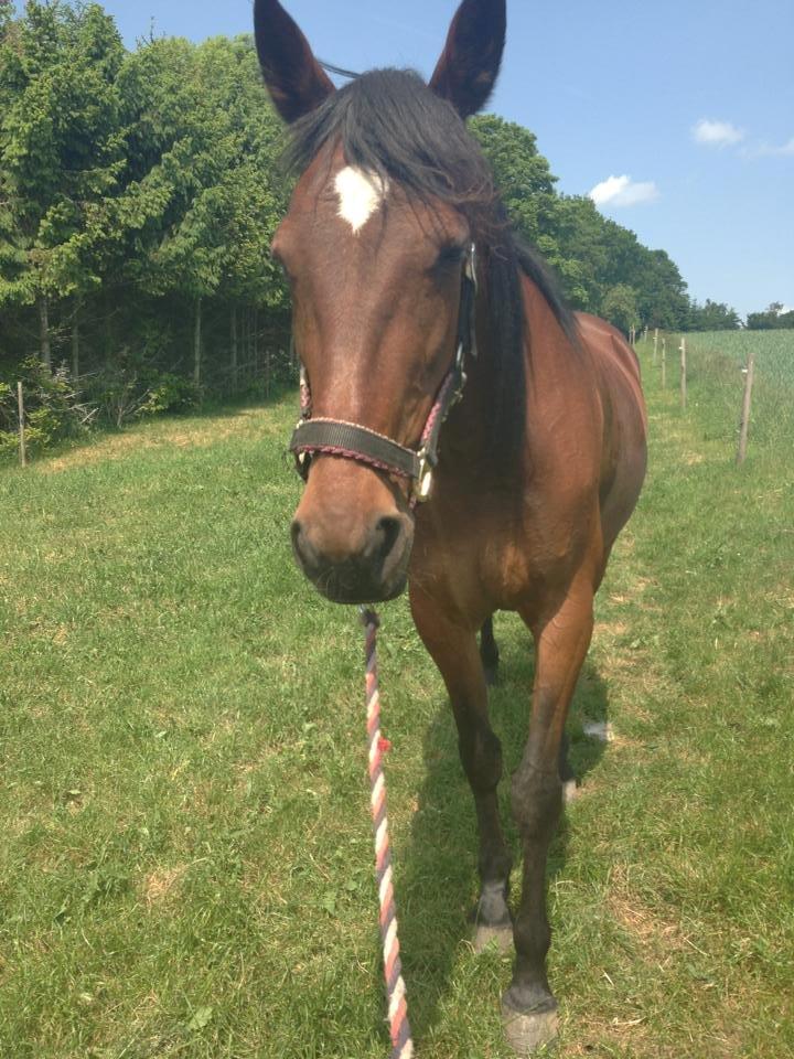Traver Figth Du Mille - Vi går og går 
Foto Marie-Louise billede 7