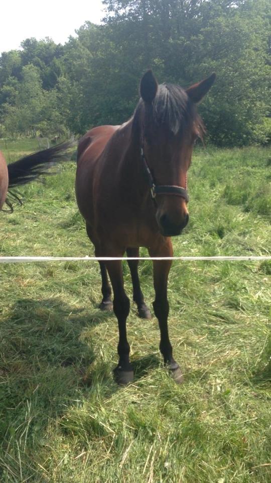 Traver Figth Du Mille - Kommer du og henter mig :-D. 
Foto: Marie-Louise billede 9