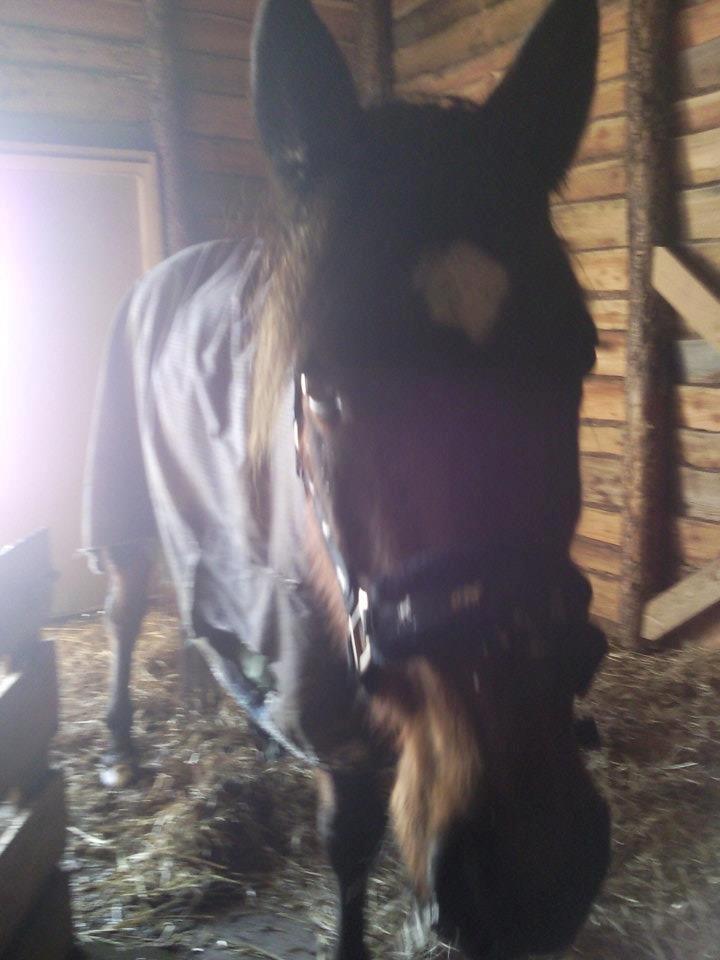 Traver Figth Du Mille - Hej har du mad til mig :-) billede 11