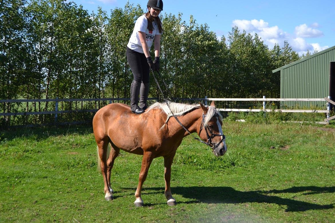 Haflinger Sofie - For dig vil jeg gå gennem ild og vand. Foto: Mathilde billede 4