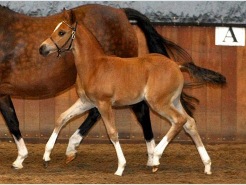 Tysk Sportspony Kavsgaards Geisha billede 5