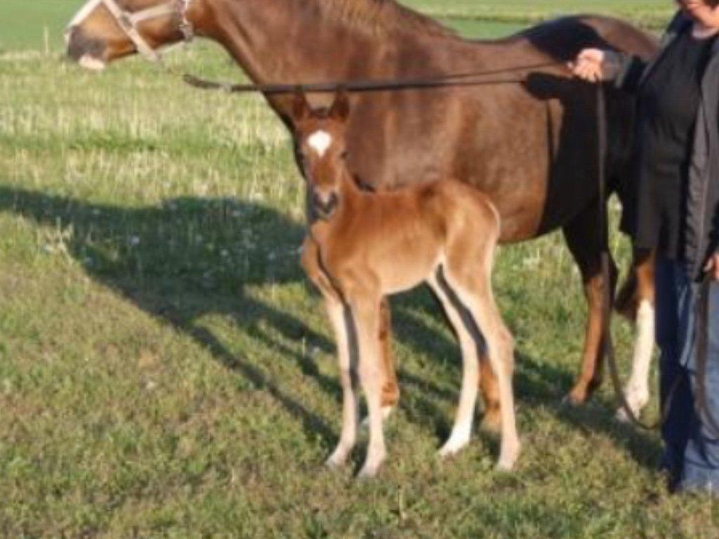 Tysk Sportspony Kavsgaards Geisha billede 15