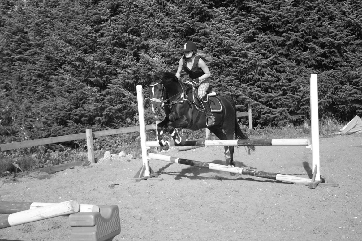 DSP Solvanggårds Diadem billede 10