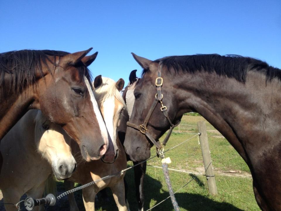 Anden særlig race Miro billede 10