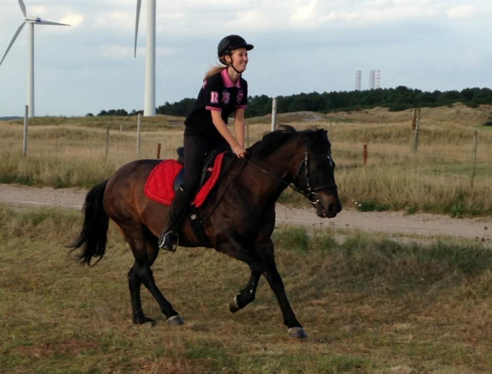New Forest Sandagers Sir Giant // Sputnik - Camilla og Sputnik hygger. :-) billede 6