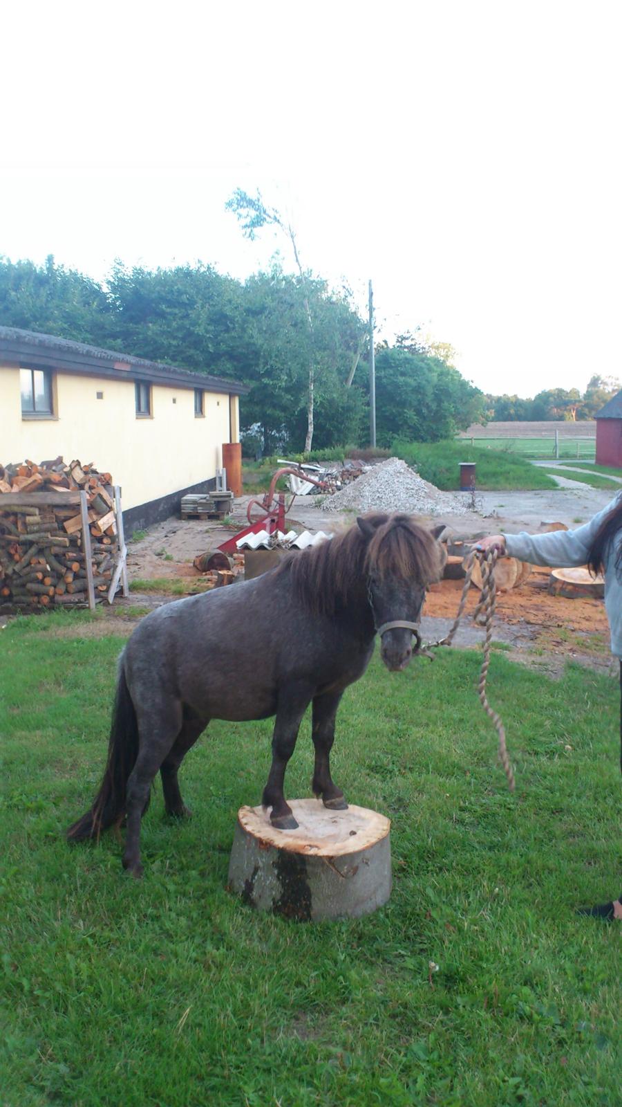 Anden særlig race Zeus <3 (syko zeus) billede 16