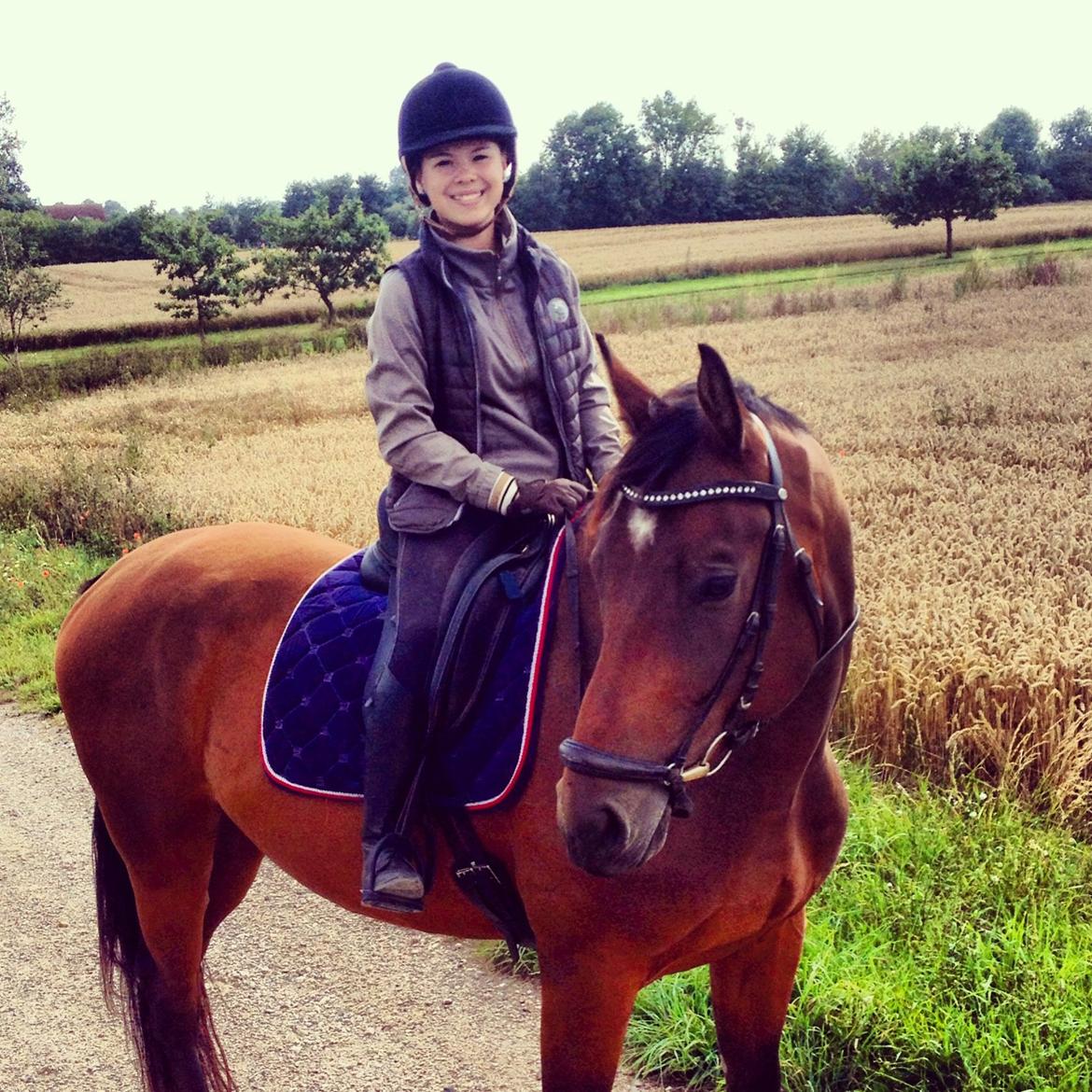 Dansk Varmblod Valløs Barosso billede 17