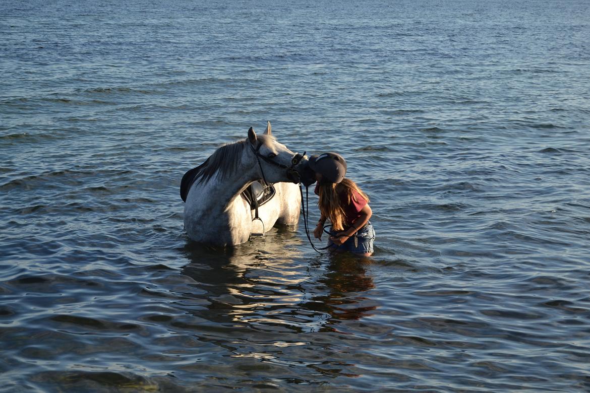 Anden særlig race Pasqual -My Unicorn- billede 17