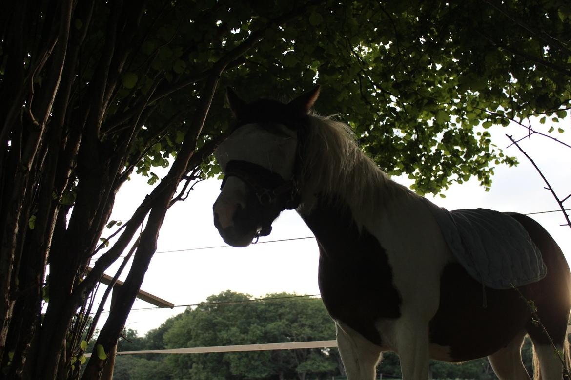 Anden særlig race Jack (savnet) billede 28