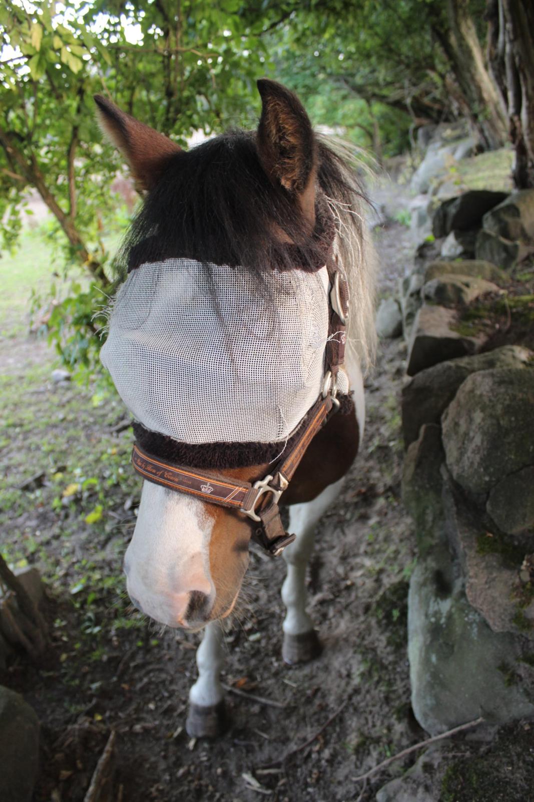 Anden særlig race Jack (savnet) billede 6
