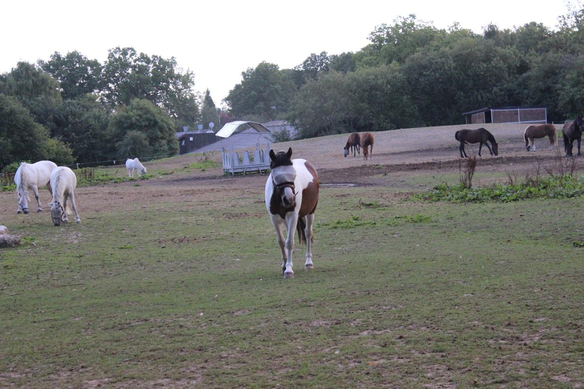 Anden særlig race Jack (savnet) billede 26