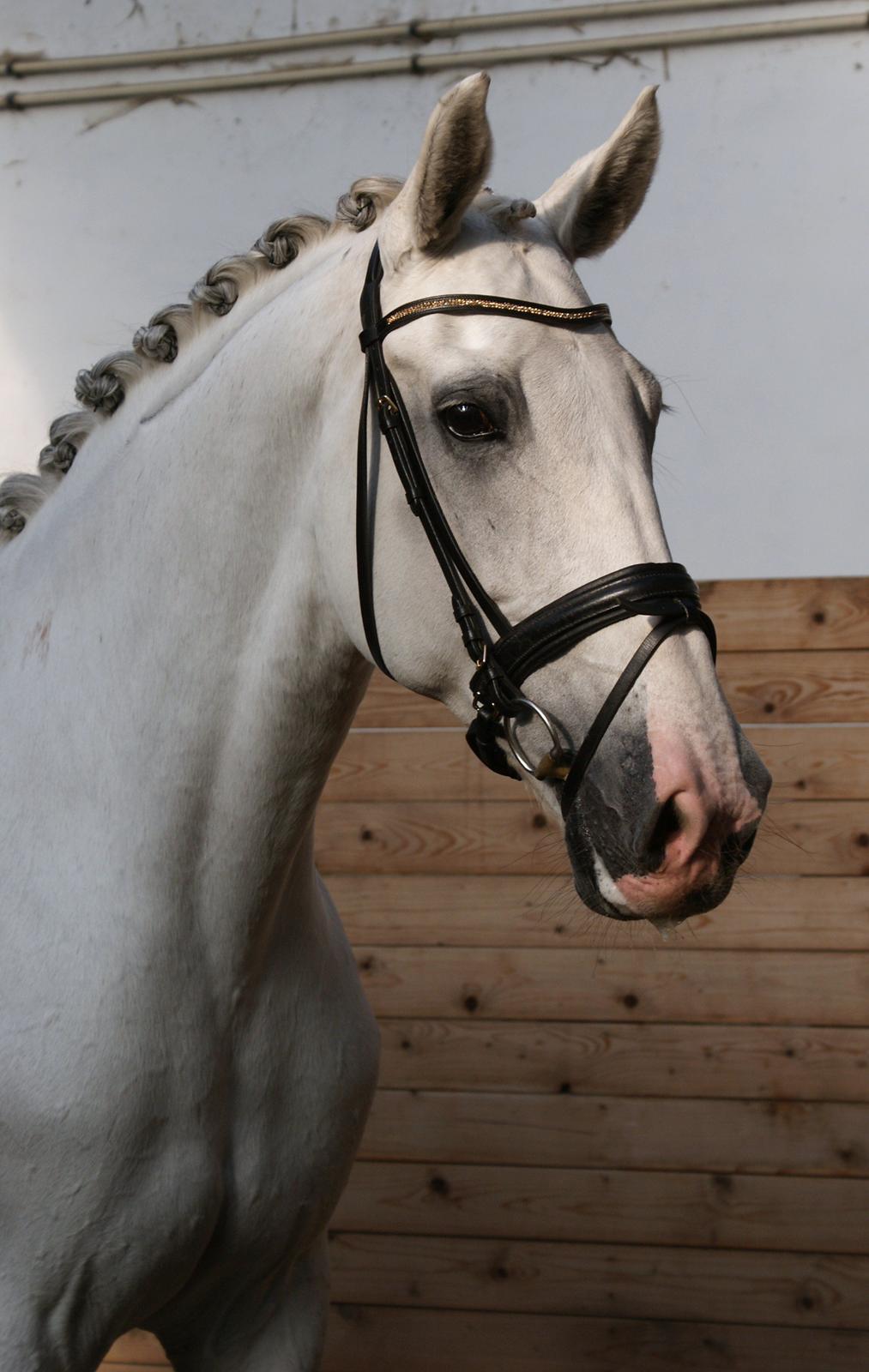 Hollandsk Varmblod Safilja billede 1