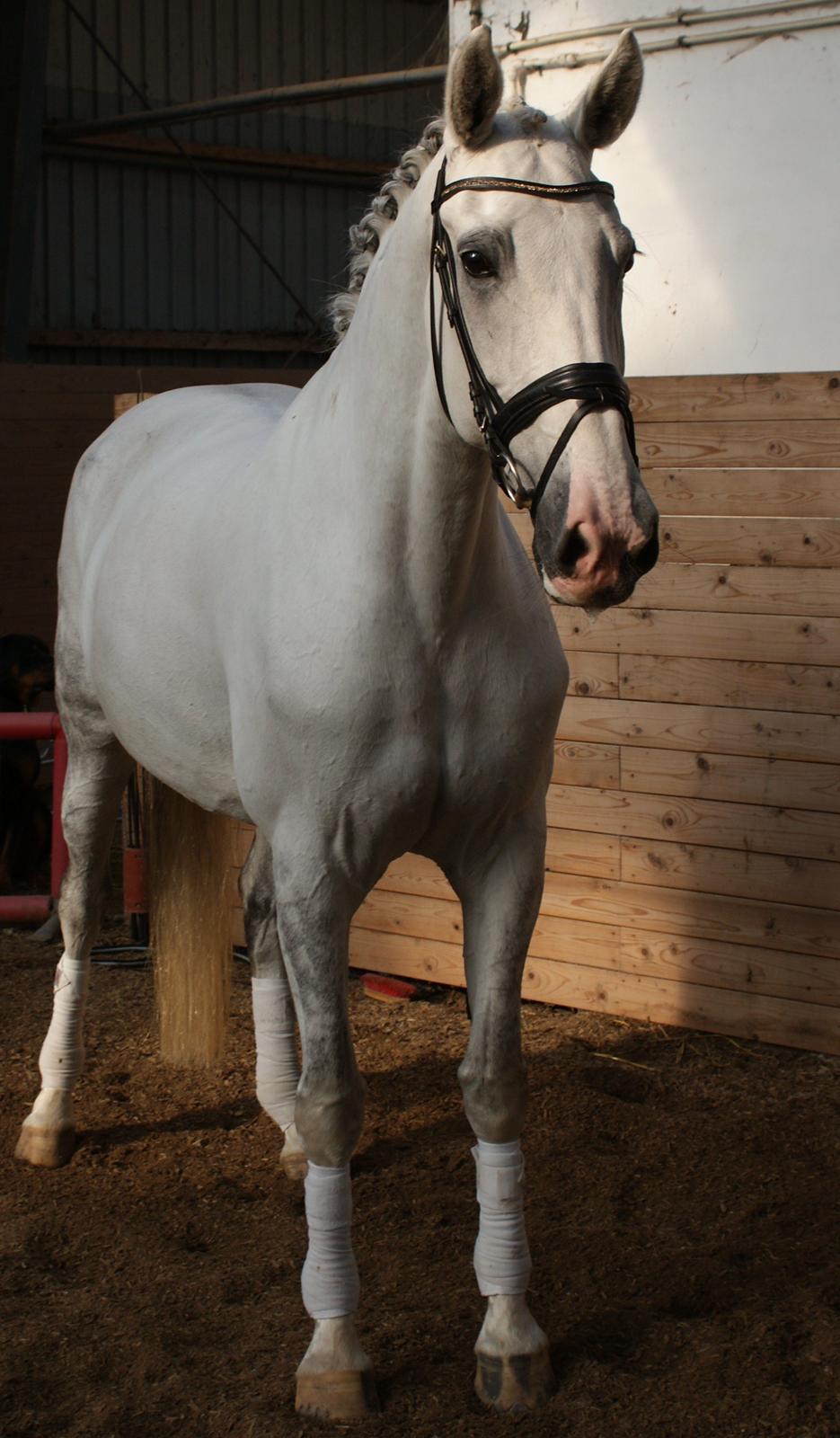 Hollandsk Varmblod Safilja billede 2