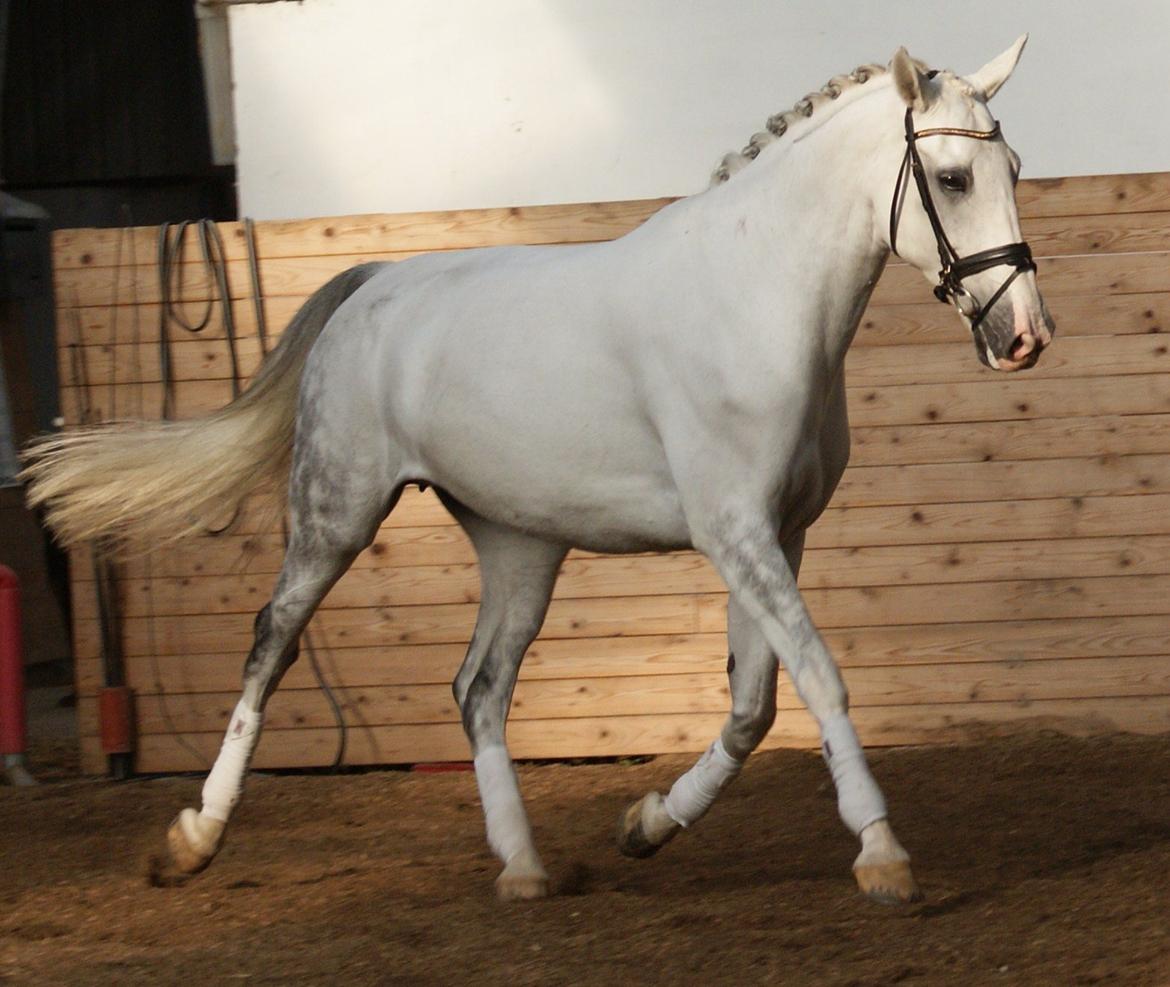 Hollandsk Varmblod Safilja billede 3