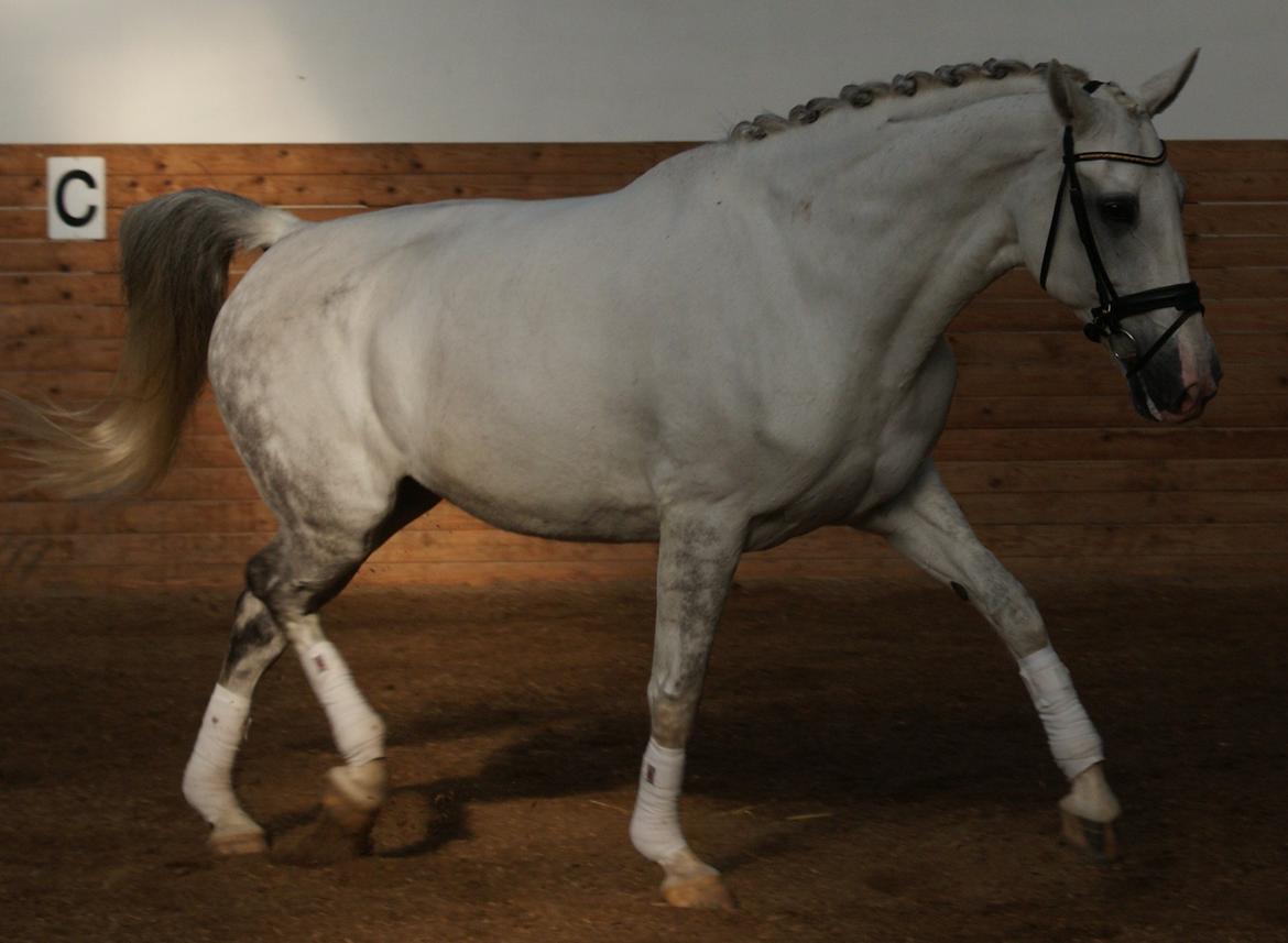 Hollandsk Varmblod Safilja billede 4