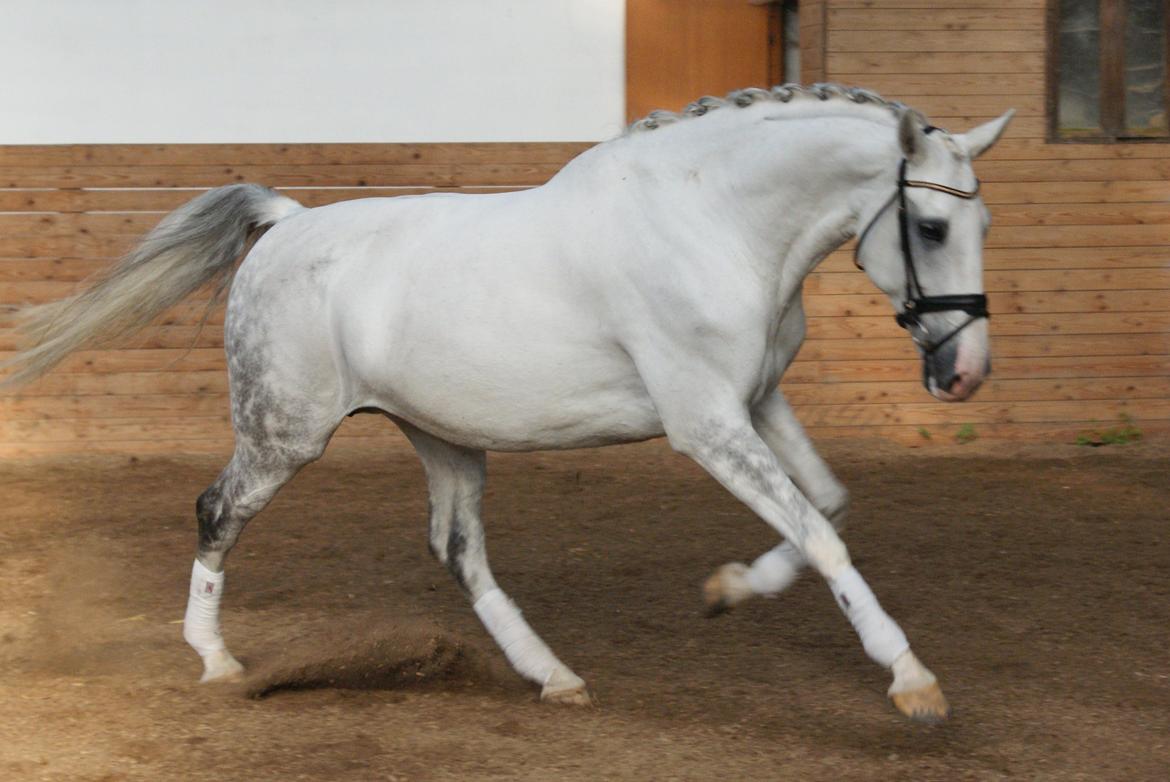 Hollandsk Varmblod Safilja billede 5