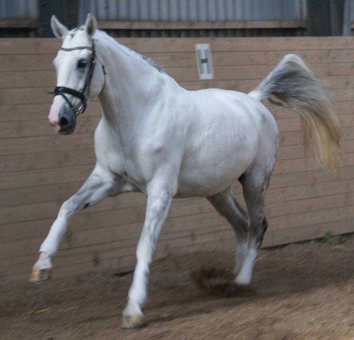 Hollandsk Varmblod Safilja billede 6