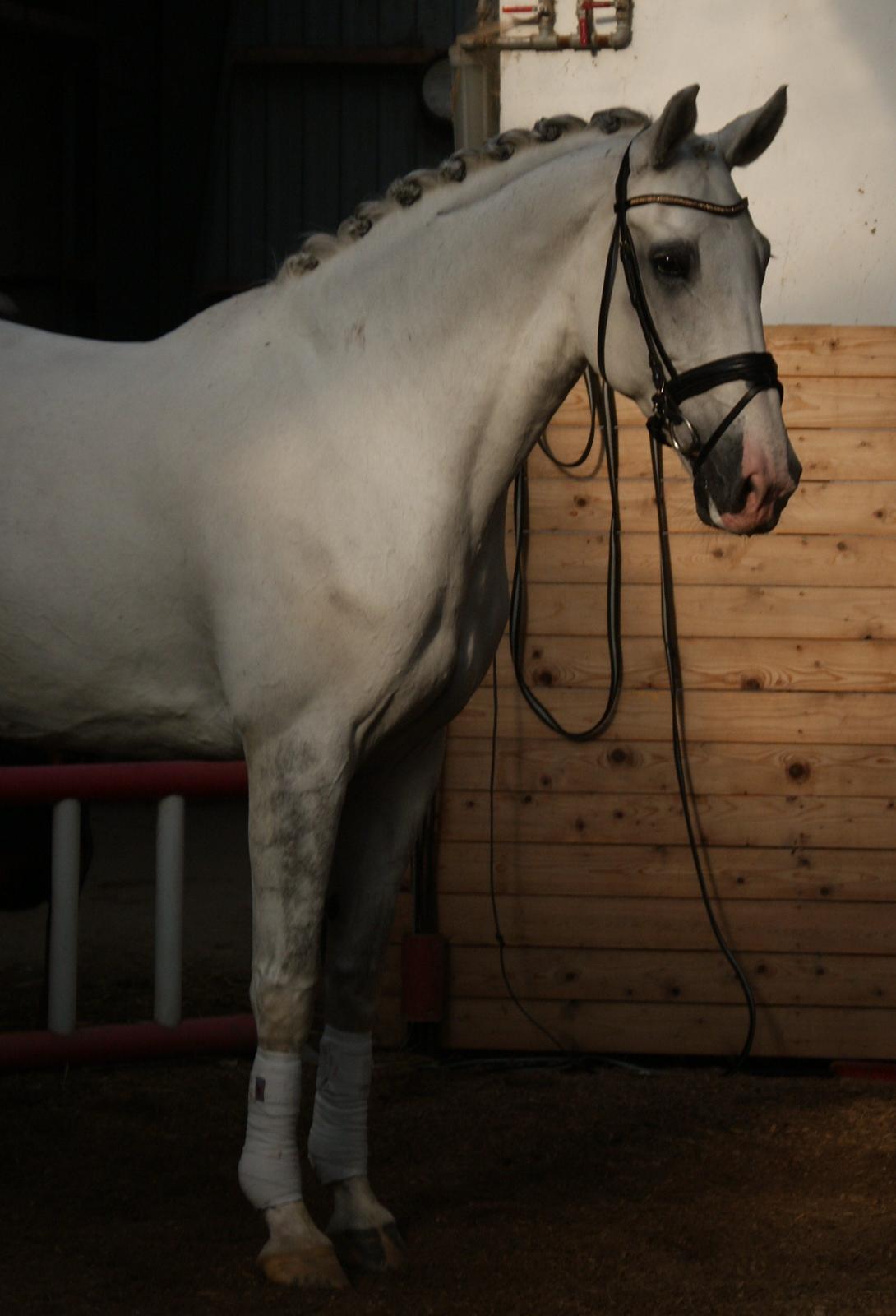 Hollandsk Varmblod Safilja billede 7