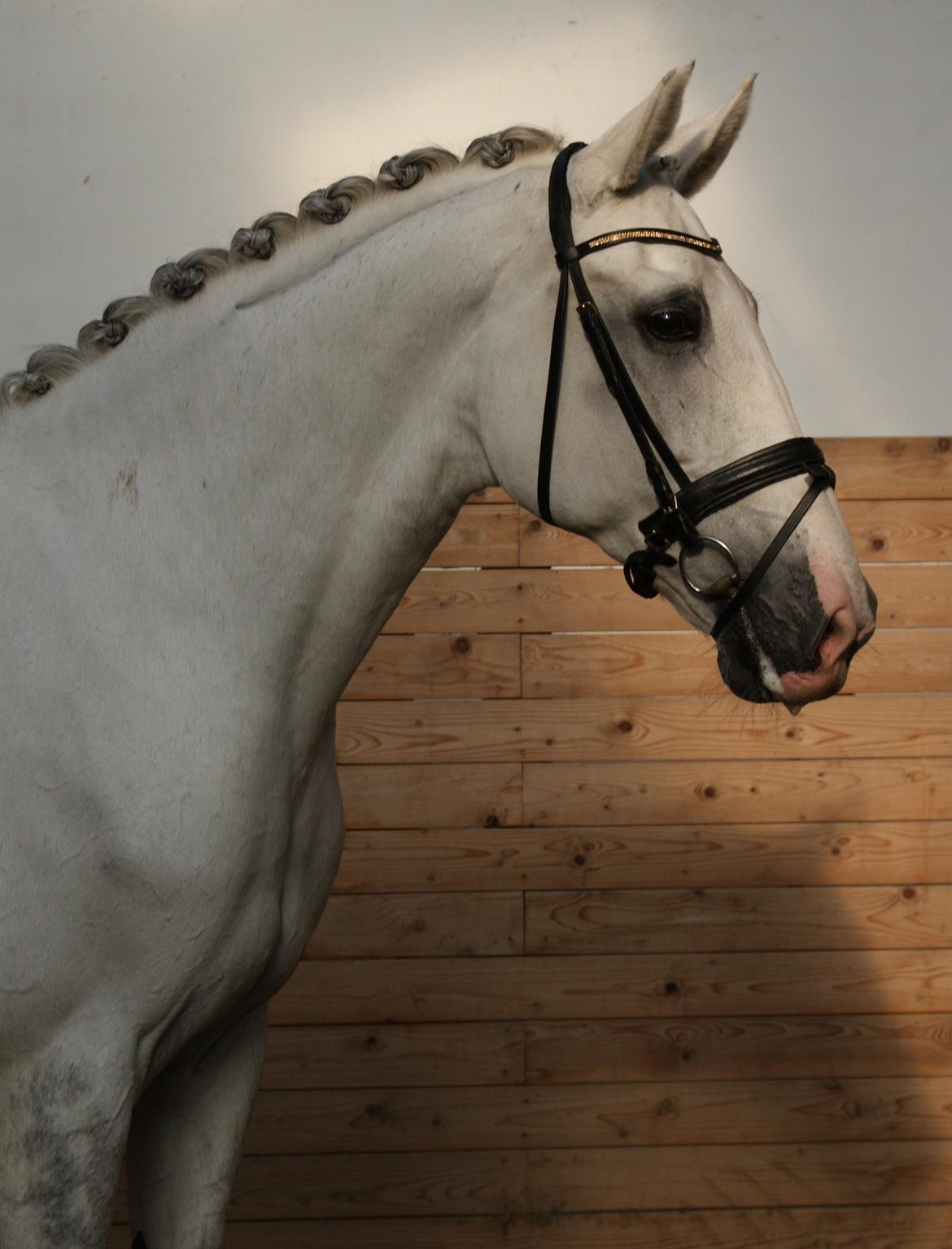 Hollandsk Varmblod Safilja billede 8