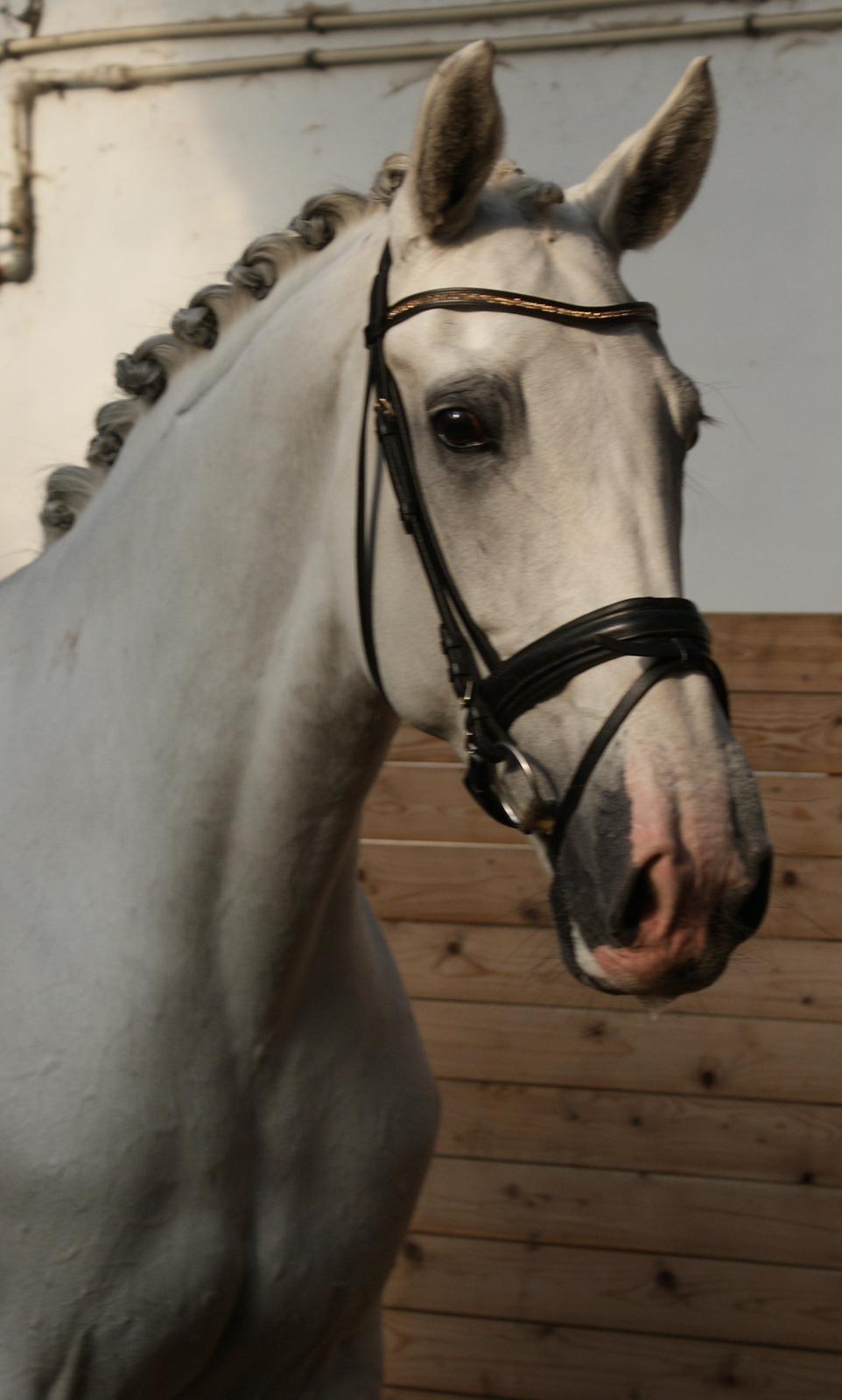 Hollandsk Varmblod Safilja billede 9