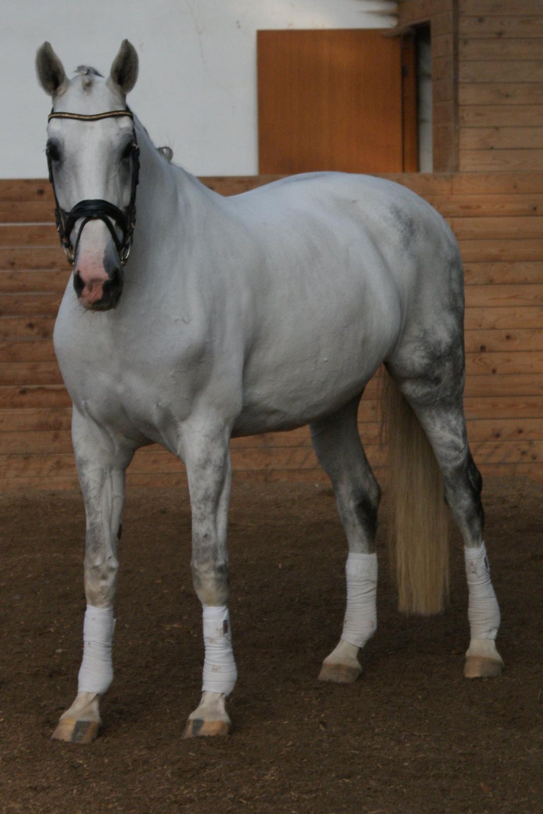 Hollandsk Varmblod Safilja billede 10