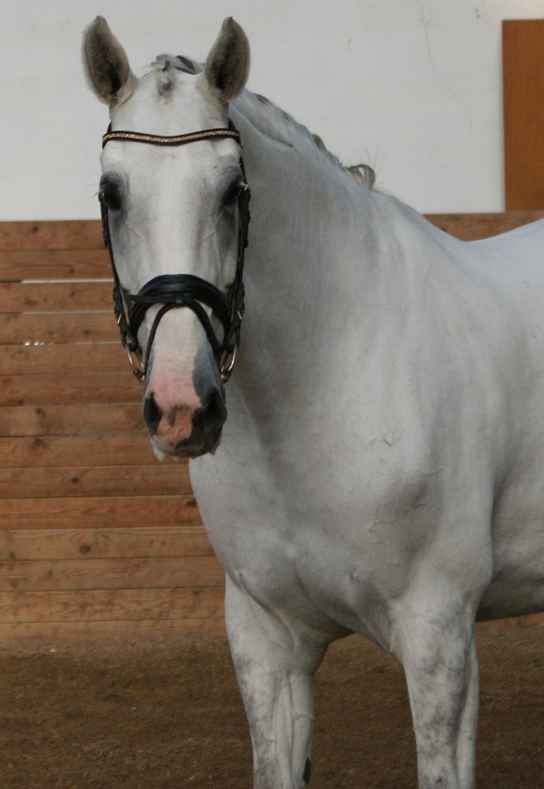 Hollandsk Varmblod Safilja billede 11