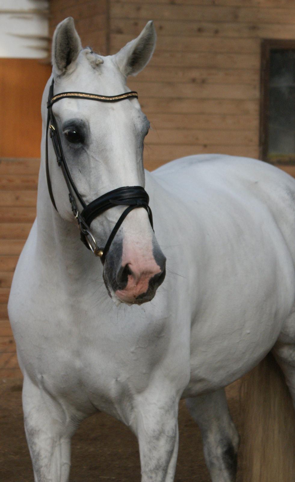 Hollandsk Varmblod Safilja billede 12